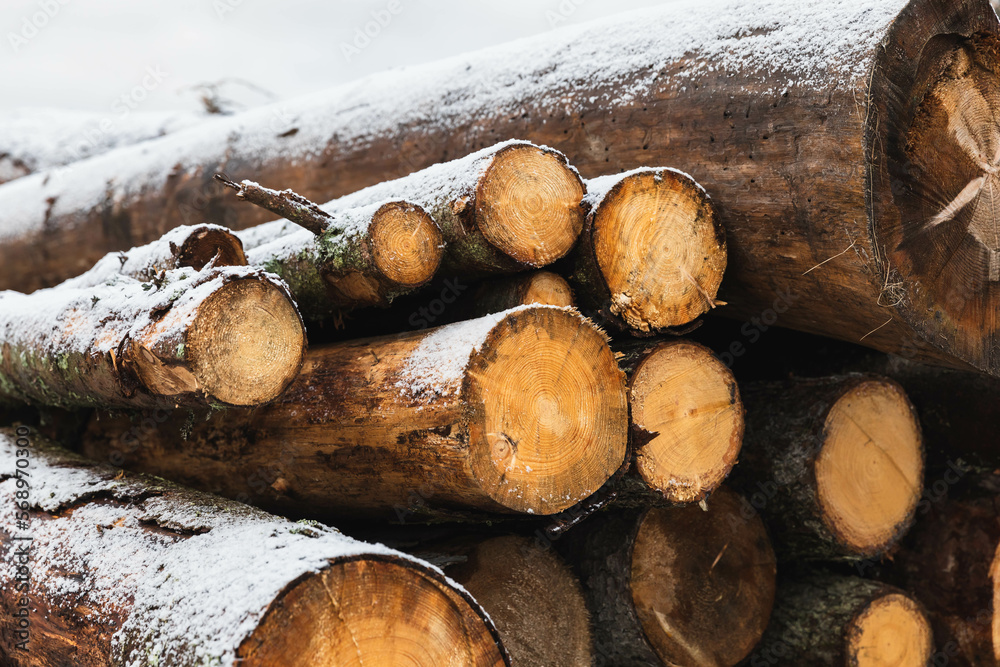 Wood pile in frosty land