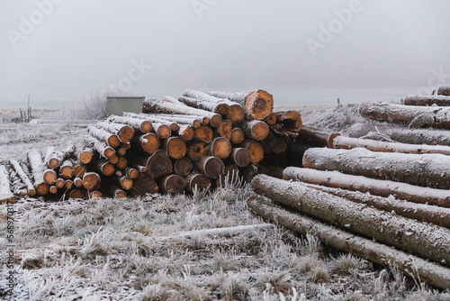 Wood pile in frosty land