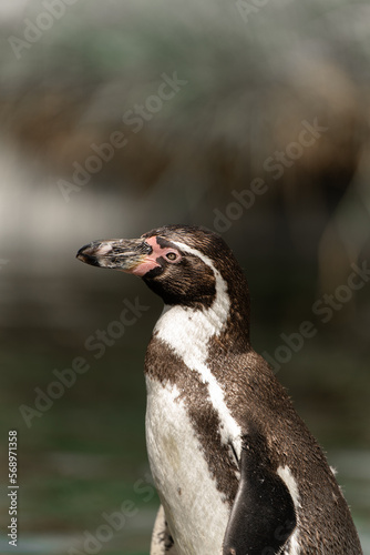 closeup of a penguin © Christoffer