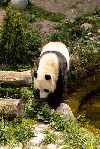 giant panda bear