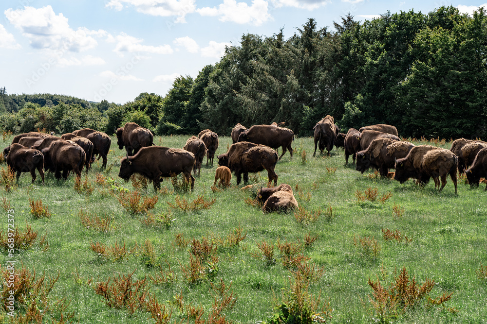 herd of bisons in the wild