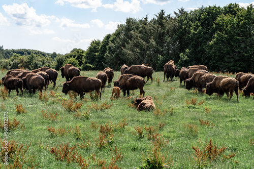 Fototapeta Naklejka Na Ścianę i Meble -  herd of bisons in the wild