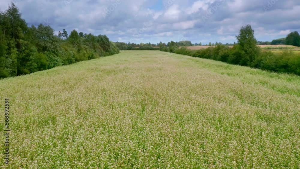 Field with buckwheat in bloom.
Flowers of buckwheat and buckwheat vast fields. Organic products in Europe. Environmentally friendly agriculture. Grain (Fagopyrum esculentum) Field with buckwheat in bloom.
Flowers of buckwheat and buckwheat vast fields. Organic products in Europe. Environmentally friendly agriculture. Grain (Fagopyrum esculentum)