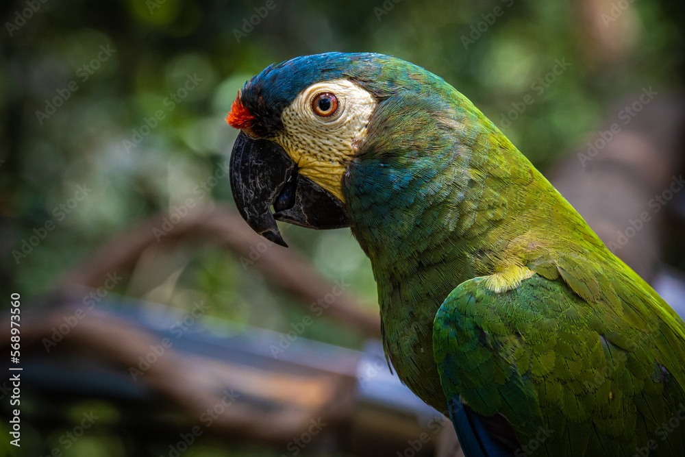 Naklejka premium Papagaio de Foz do Iguaçú