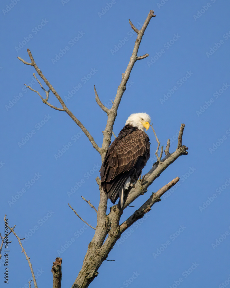 american bald eagle american bald eagle