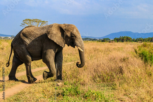 African elephant crossing a road in savanna in Serengeti National park in Tanzania