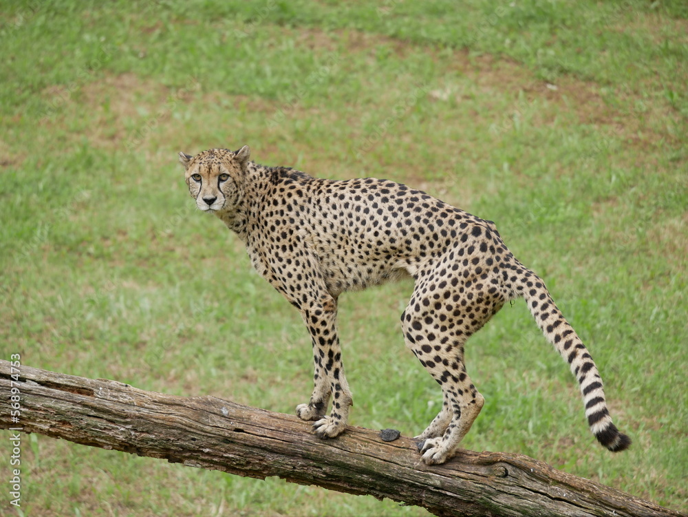 Fototapeta premium Mamíferos