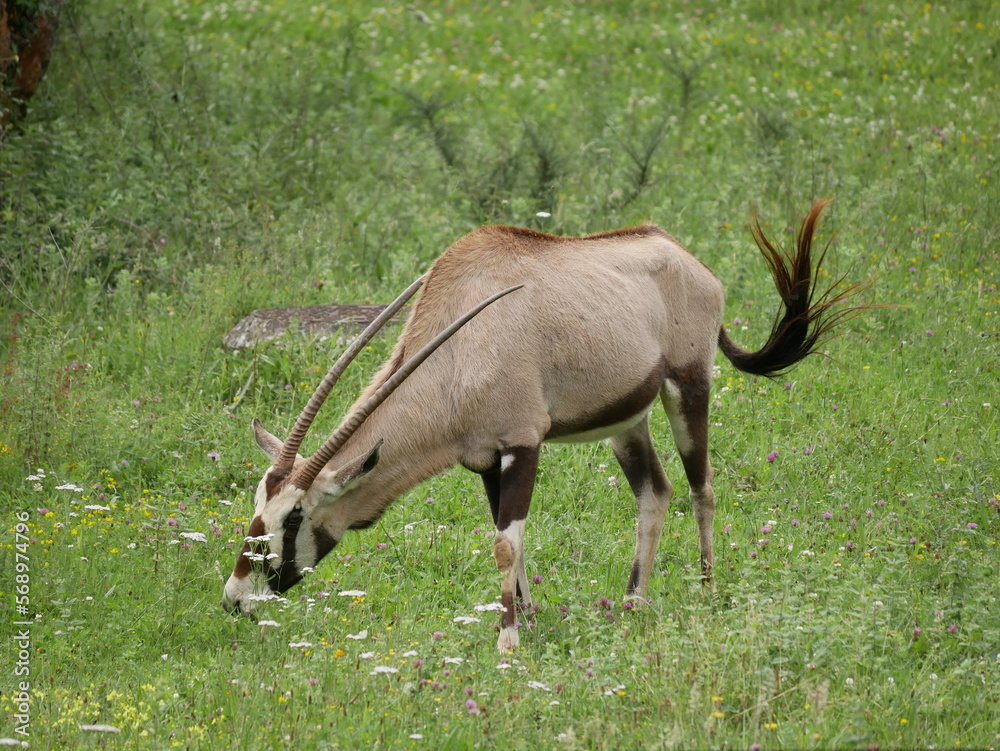 Naklejka premium Mamíferos