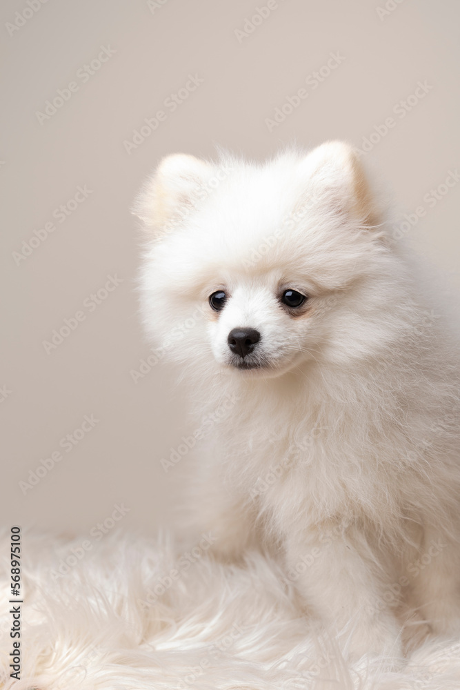 Pomeranian spitz puppy Pomeranian spitz puppy