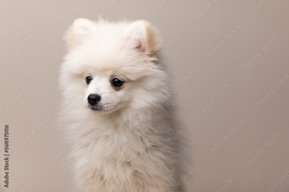 Adorable Pomeranian Spitz puppy Adorable Pomeranian Spitz puppy