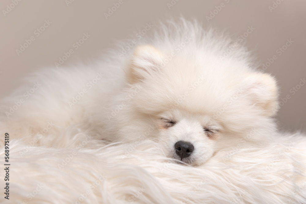 Pomeranian Spitz puppy sleeping Pomeranian Spitz puppy sleeping
