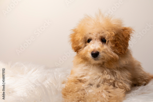 Cute toy poodle puppy photo