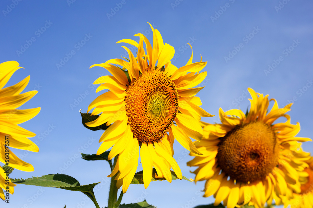 Sunflowers are blooming with blue sky. Sunflower field Sunflowers are blooming with blue sky. Sunflower field