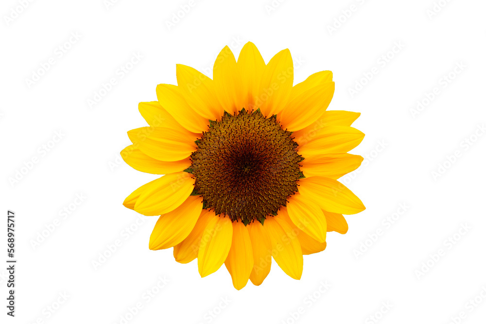Sunflower on a white background. Sunflower on a white background.