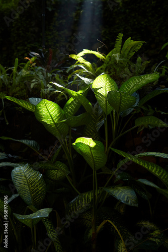 Closeup of tropical green plants under the rays of the morning sun