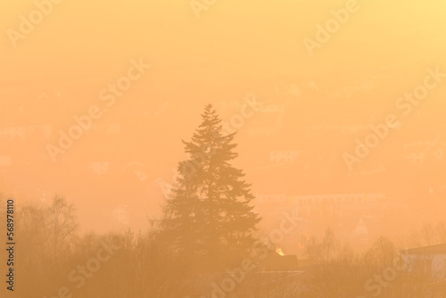 View of a fir tree during golden hour in Germany. Landscape in yellow sunlight at sunset.