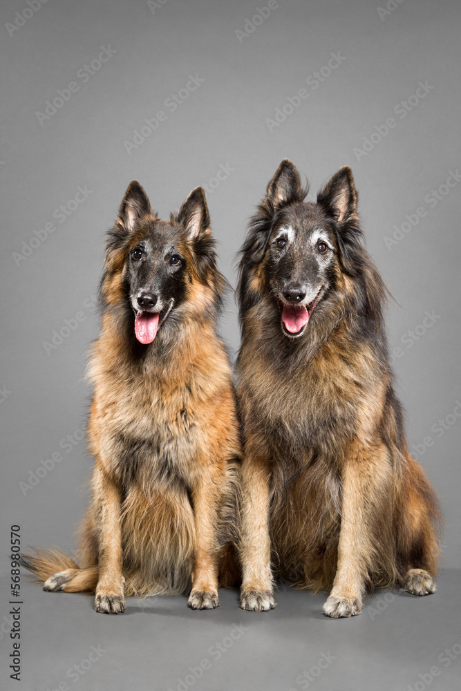 two happy tervueren belgian shepherd dogs sitting on a grey background in the studio two happy tervueren belgian shepherd dogs sitting on a grey background in the studio