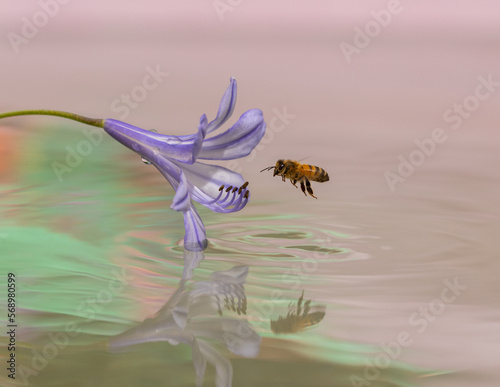 Bee approaching flower,  over psychedelic reflections.  photo