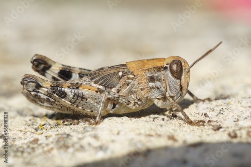 Closeup on a Mediterranean short-horned Barbarian grasshopper, Calliptamus barbarius photo