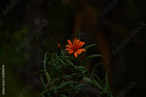 Close-up of orange flower 