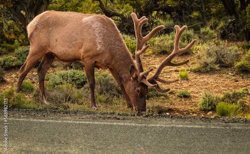 Wallpaper Mural Large elk grazing by the side of the road Torontodigital.ca