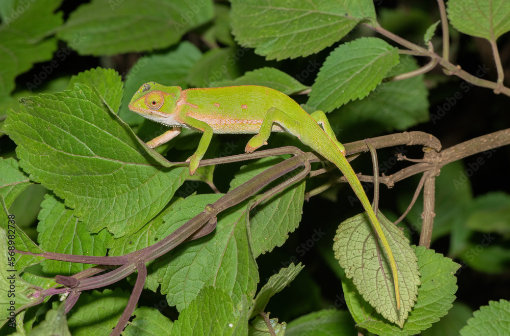 Flap-necked chameleon (Chamaeleo dilepis) Flap-necked chameleon (Chamaeleo dilepis)