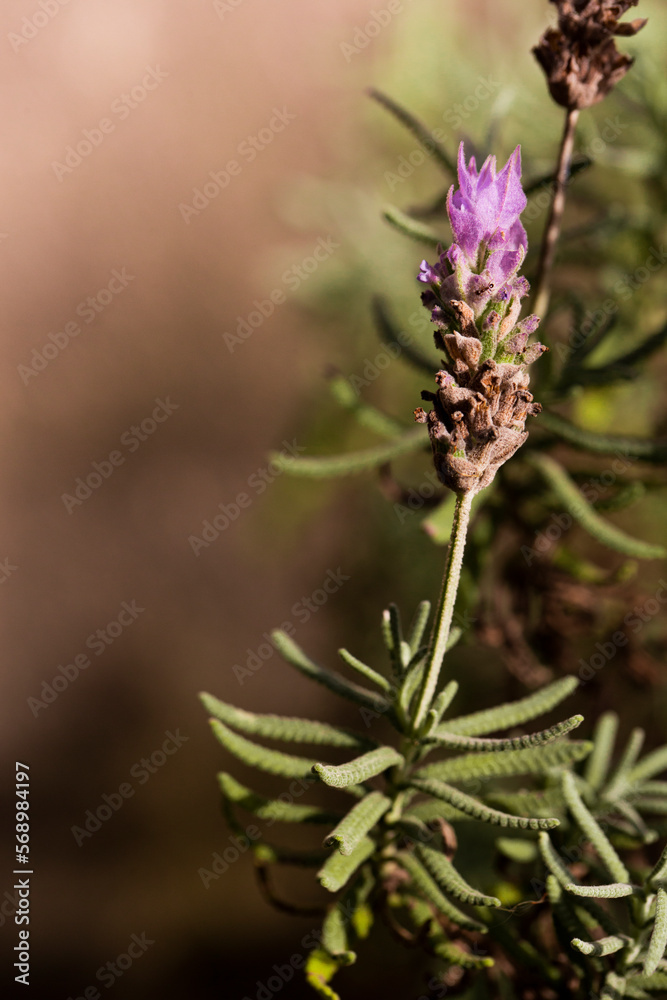 Planta Lavanda, nome científico: Lavandula Planta Lavanda, nome científico: Lavandula