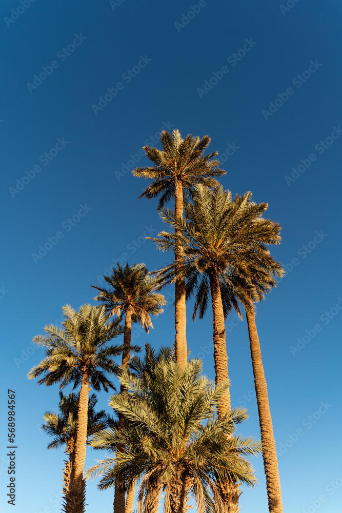 Palm trees park on a sunny day Palm trees park on a sunny day