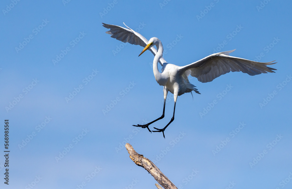 A great egret fully spreads its wings as it makes a landing on a dead tree branch. Details of its talons and feathers can be seen A great egret fully spreads its wings as it makes a landing on a dead tree branch. Details of its talons and feathers can be seen