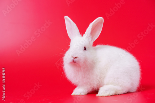 Beautiful white Netherland Dwarf bunny portrait on red background with copyspace. Easter Bunny portrait on festive red background. © DG PhotoStock