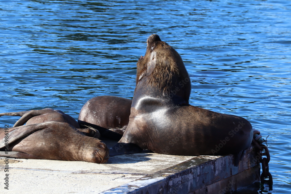 Obraz premium sea lions