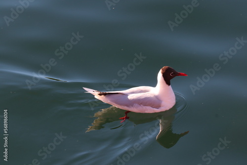 cahuil seagull photo