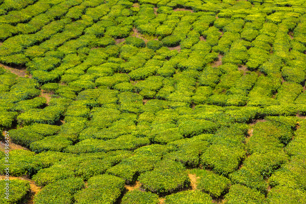 Beautiful Tea plantations Beautiful Tea plantations
