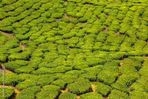 Beautiful Tea plantations © Sergii Figurnyi