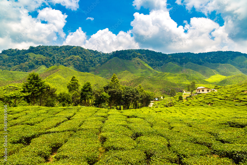 Fototapeta premium Beautiful Tea plantations