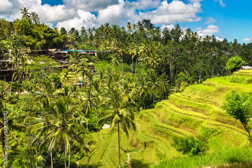 Tegallalang rice terrace on Bali