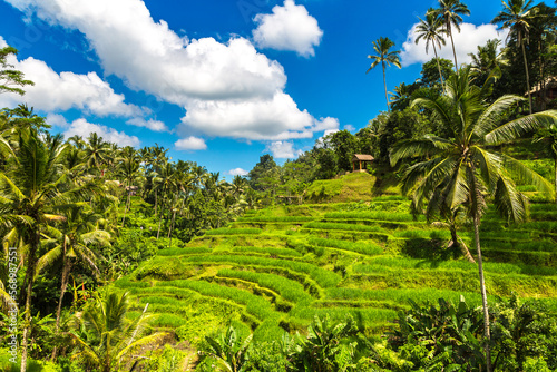 Tegallalang rice terrace on Bali