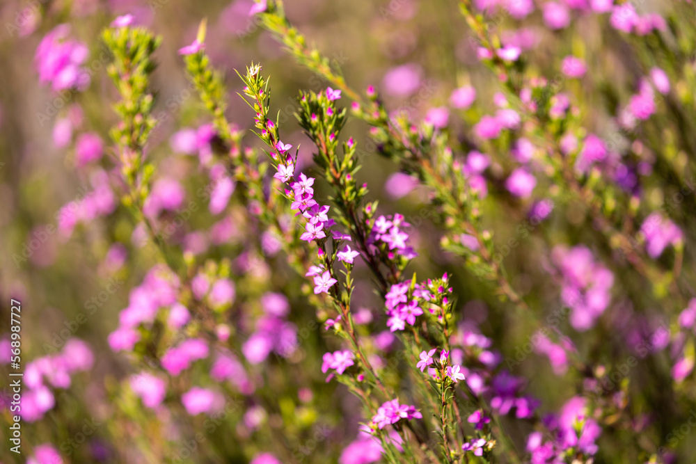 Planted Lavender in Arroyo Grande California