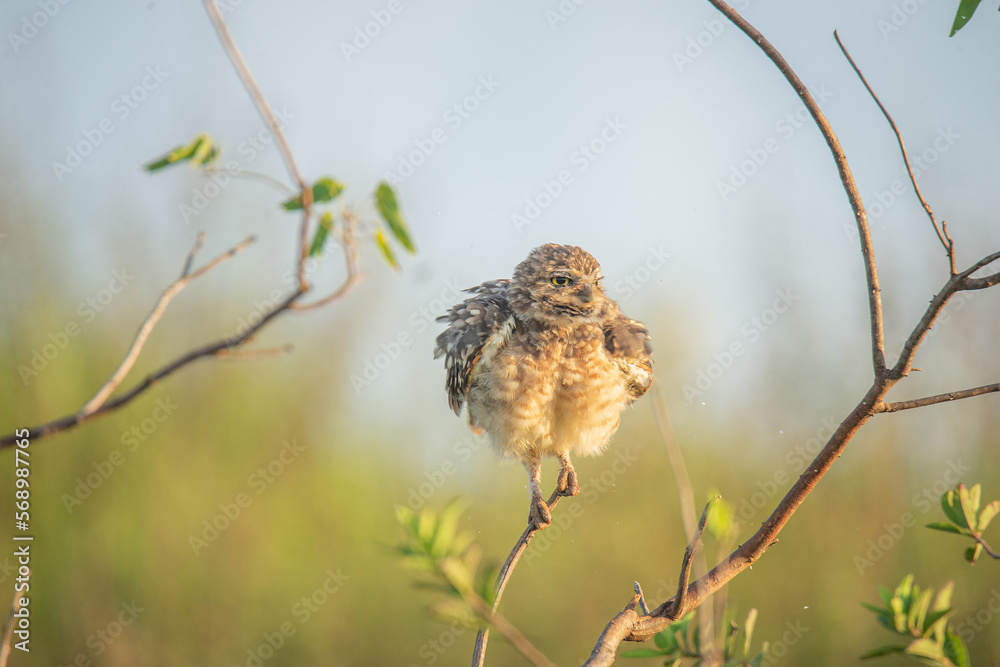 Fototapeta premium this is an Own 