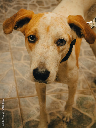 Perro ojos color verde