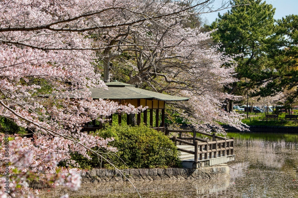 刈谷市　亀城公園の満開の桜