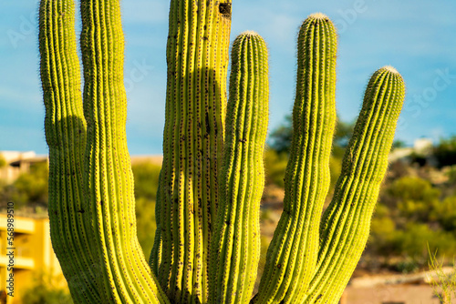 Saguaro cactus in the north american sonora desert in arizona southwestern united states with visble spikes photo