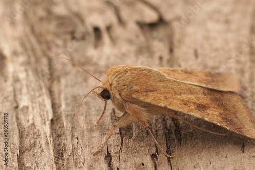 Closeup on a lightbrown Cotton Bollworm owlet moth, Helicoverpa armigera sitting on wood photo