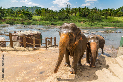Canvas Print Herd of elephants in Sri Lanka