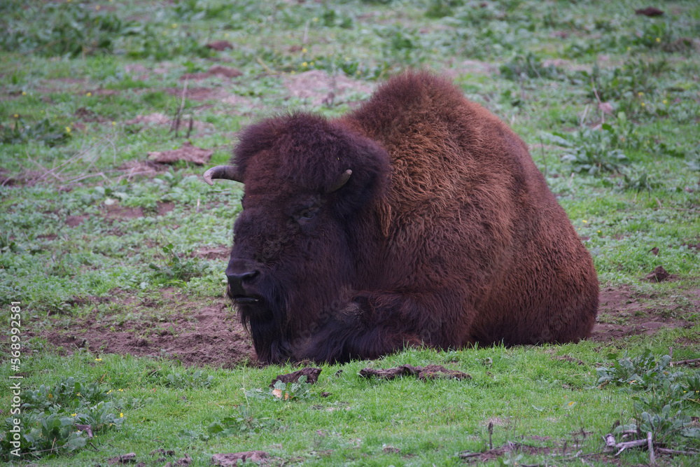 Lying Bison in Bison Paddock in Golden Gate Park in a December day Lying Bison in Bison Paddock in Golden Gate Park in a December day