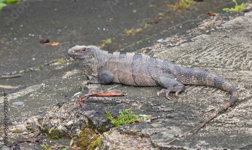 Black spiny-tailed iguana (Ctenosaura similis) at Carara National Park, Costa Rica photo