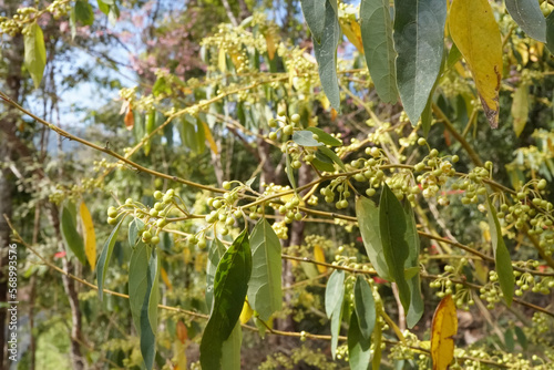 Litsea cubeba Pers. 