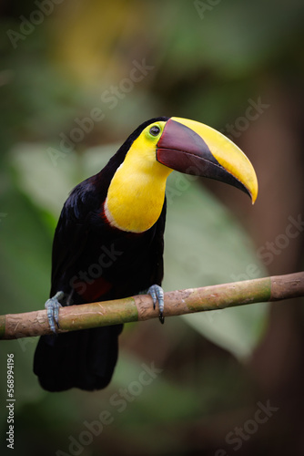 A toucan in the rainforest of Costa Rica 
