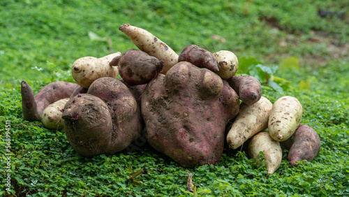 Photos A pile of freshly harvested tropical sweet potato tubers ready for cooking