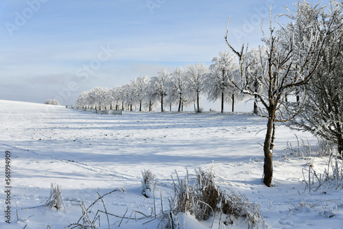 Landstraße mit schneebedeckten Bäumen photo